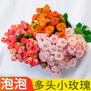 多头玫瑰泡泡鲜花云南基地直发鲜切花材家用室内水养真花花束搭配