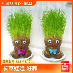 创意长草娃娃小盆栽草头娃娃好养桌面绿植礼物水培儿童种植小植物