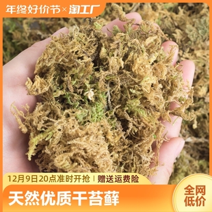 水苔藓青苔蝴蝶兰石斛兰花专用营养土乌龟爬宠造景垫材植物干苔藓