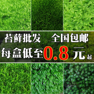 饰diy 鲜活苔藓青苔多肉迷你植物微景观生态瓶盆景盆栽造景假山装
