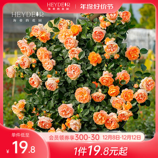 海蒂 花园旗舰店月季 花苗盆栽玫瑰花果汁阳台花卉阳台爬藤本植物