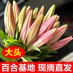 香水百合鲜花云南直发昆明基地直批玫瑰向日葵速递同城水养插花束
