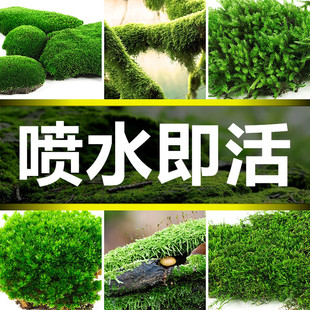 高端草皮鲜活苔藓微景观植物盆景盆栽水陆缸假山造景材料短绒青苔