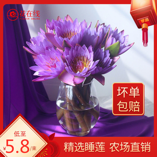 云南睡莲鲜花直批直发向日葵百合花束桔梗同城速递室内水养插花