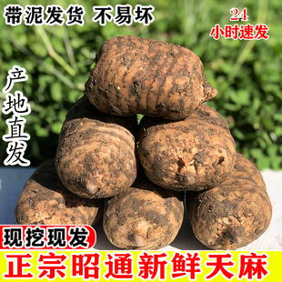 非贵州干货 云南昭通新鲜天麻野生特级正宗小草坝乌天麻中药材正品💰