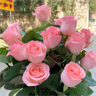 玫瑰鲜花花束云南昆明基地直发速递同城戴安娜艾莎520情人节礼物