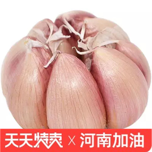 新干蒜5斤大蒜头种子干大蒜种籽河南批发新鲜蔬菜2 10斤紫皮蒜