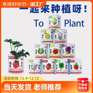 儿童罐头创意小盆栽植物神奇桌面迷你绿植好养种植向日葵草莓种子